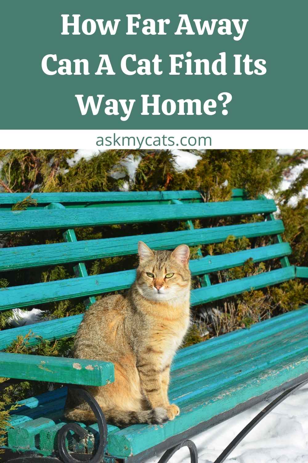 Can Cats Find Their Way Home if Lost?