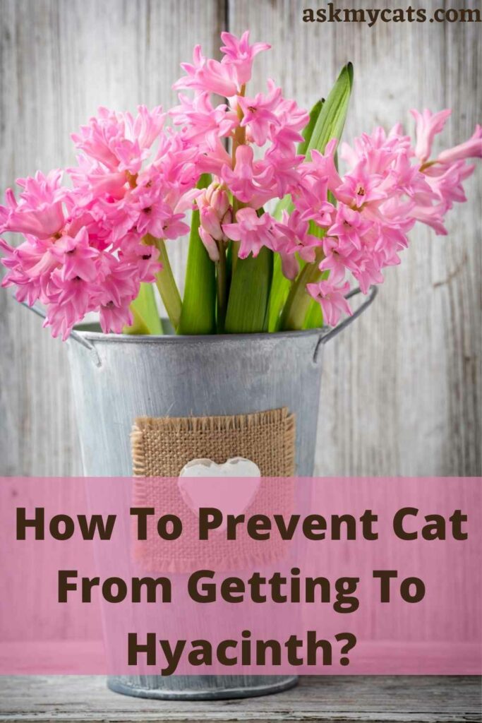Are Hyacinths Poisonous To Cats? How Treat Hyacinth Poisoning In Cats?