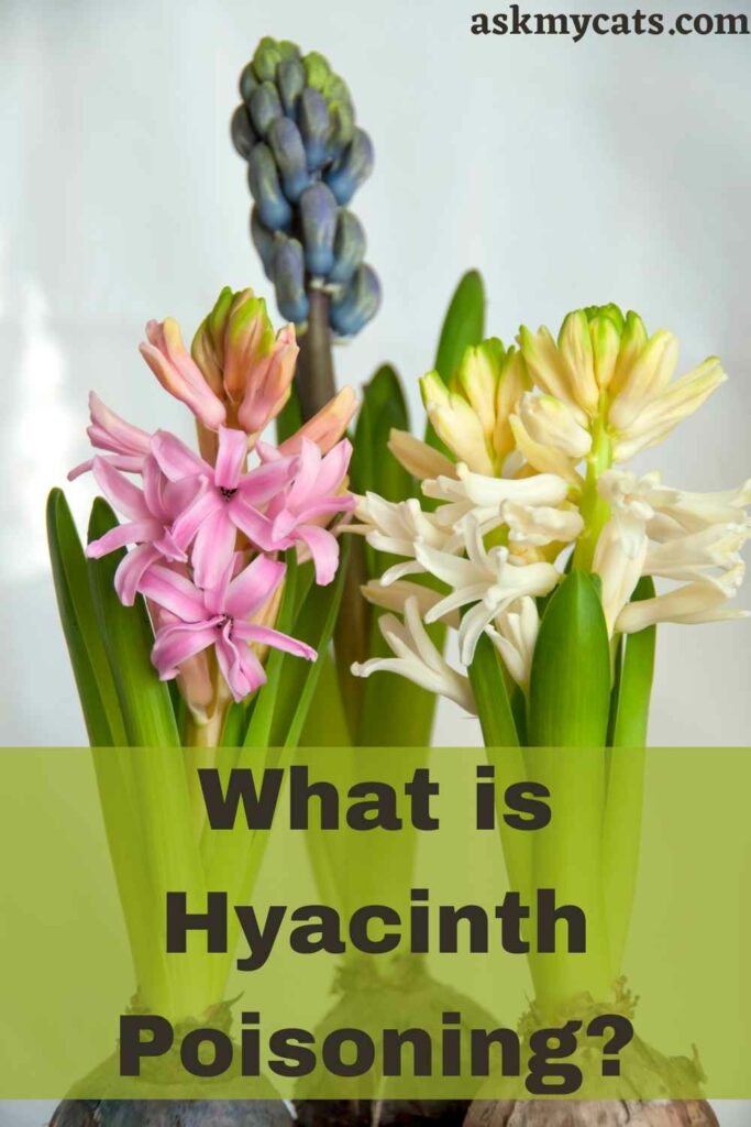 Are Hyacinths Poisonous To Cats? How Treat Hyacinth Poisoning In Cats?