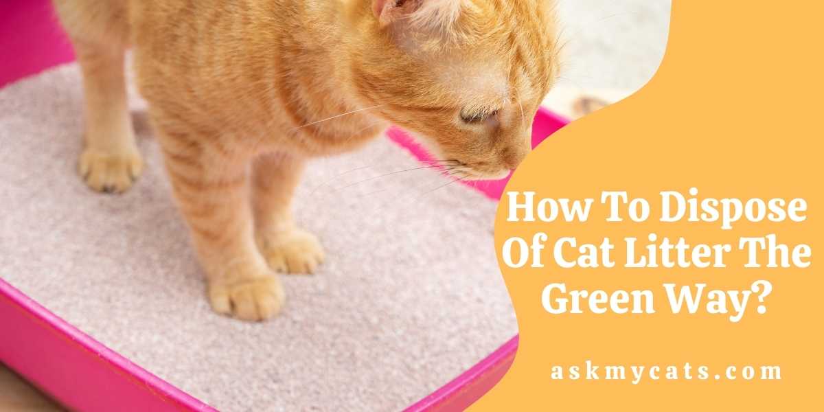 How Much Does It Cost To Dispose Of A Dead Cat at Gloria Stanley blog