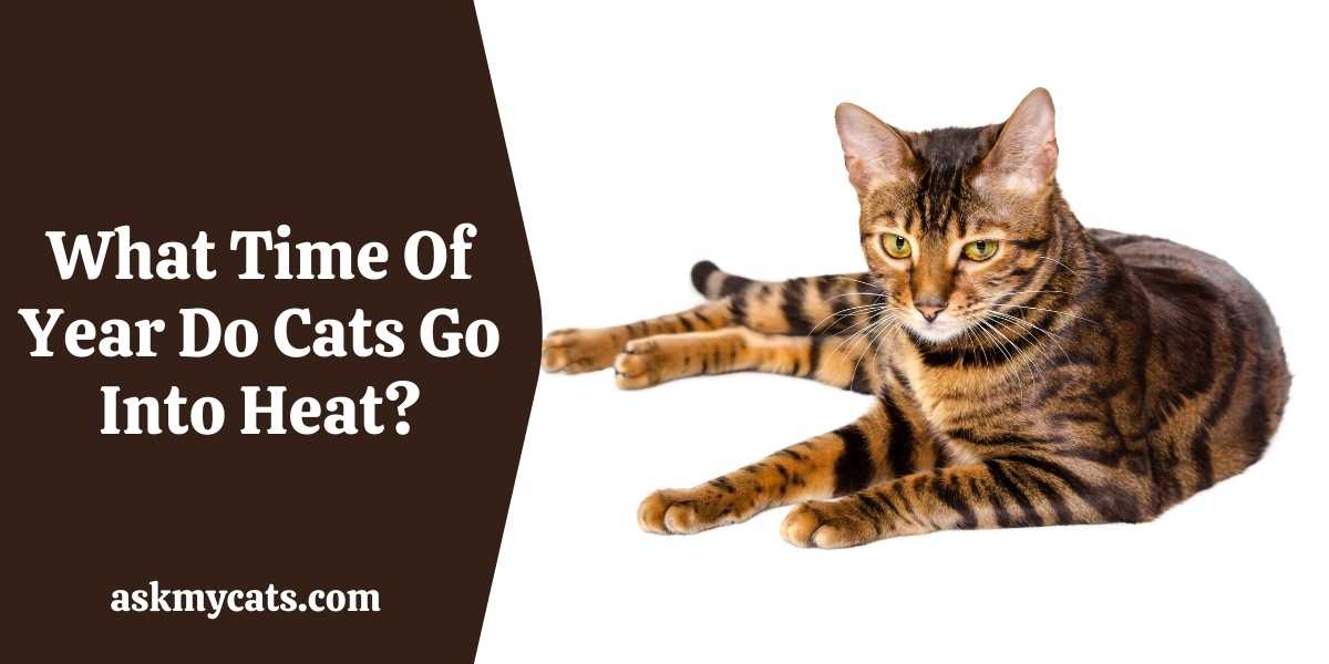Do Cats Go Into Heat In The Winter? (Explained)