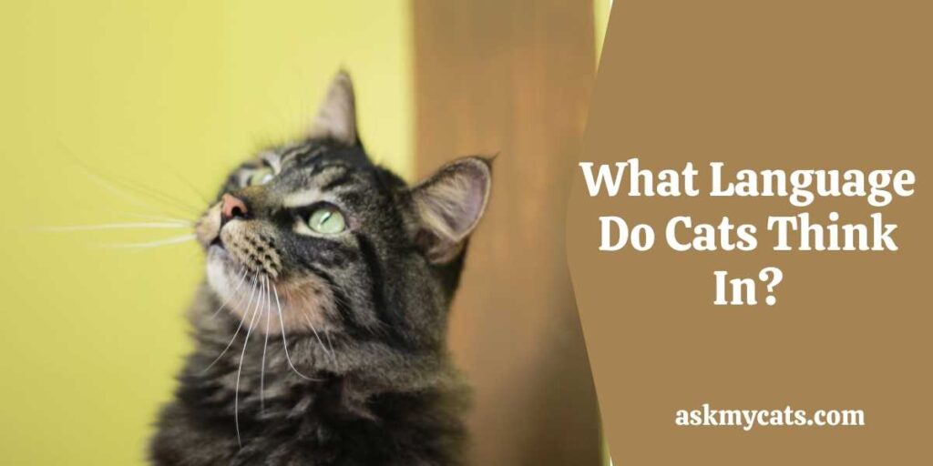 What Do Cats Think About All Day? Dive In Cat's Head