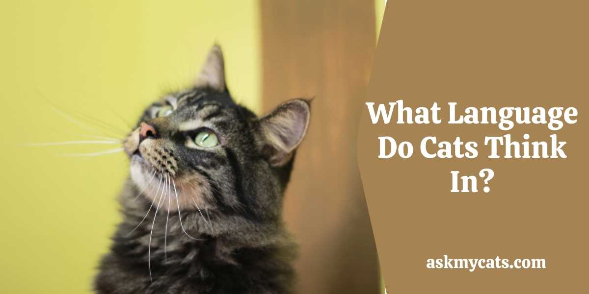 What Do Cats Think About All Day? Dive In Cat's Head