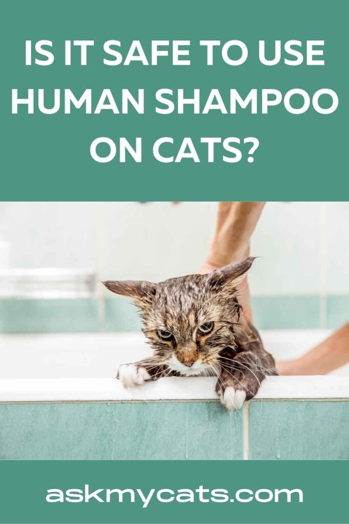 Can You Use Human Shampoo On Cats?