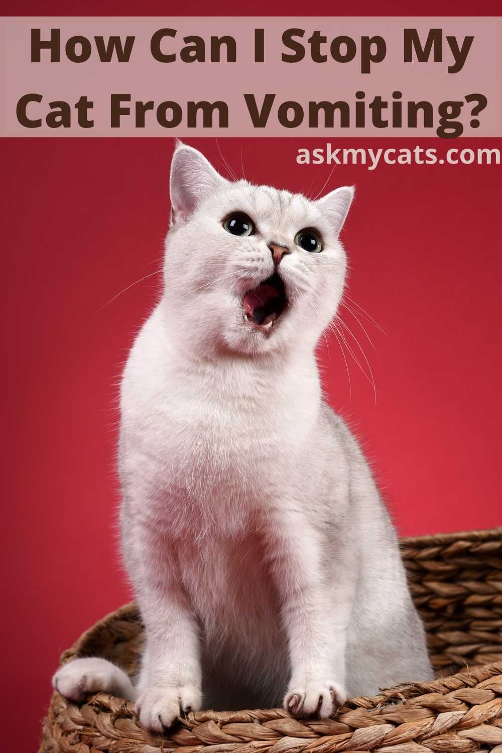 Cat Vomiting After Giving Birth Is It Normal?