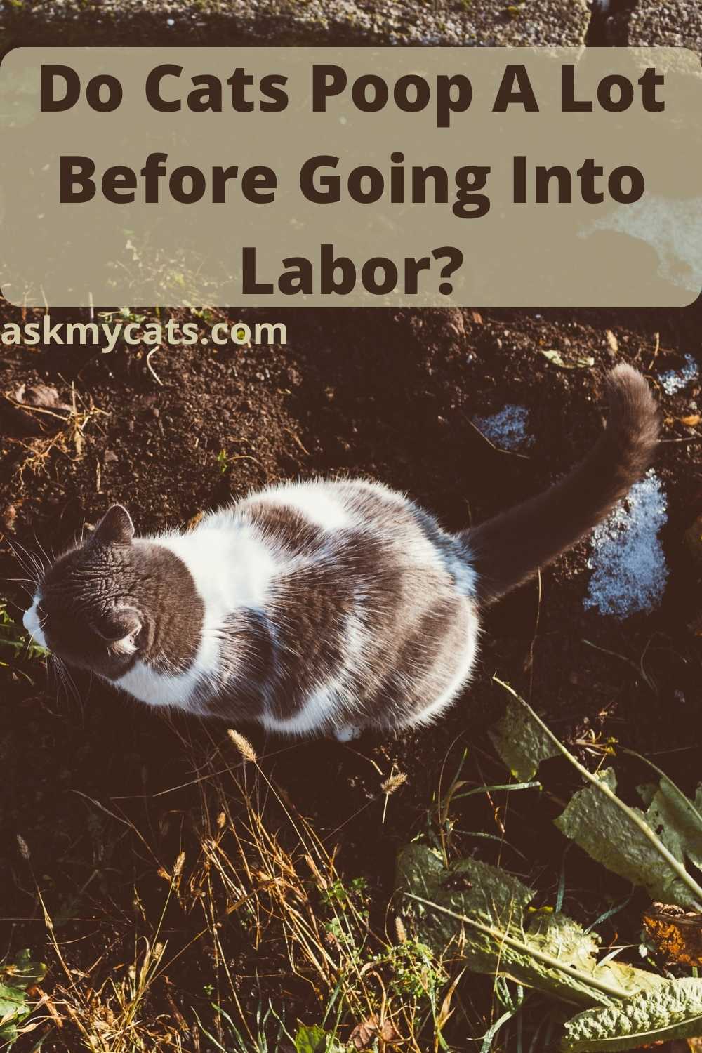 My Cats Keep Pooping Everywhere at Tamika Hill blog