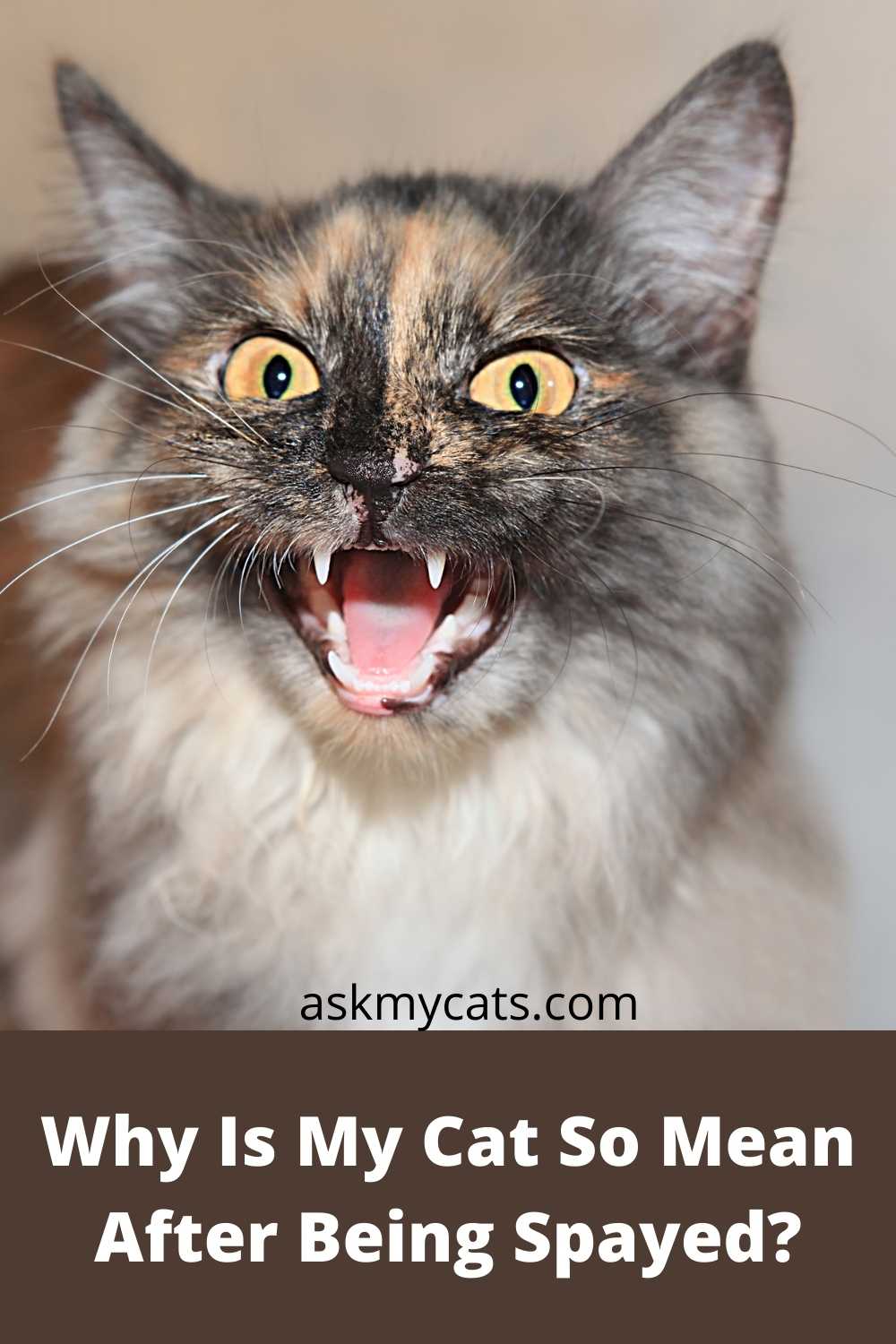 Why Did My Cat Mean After Spaying?