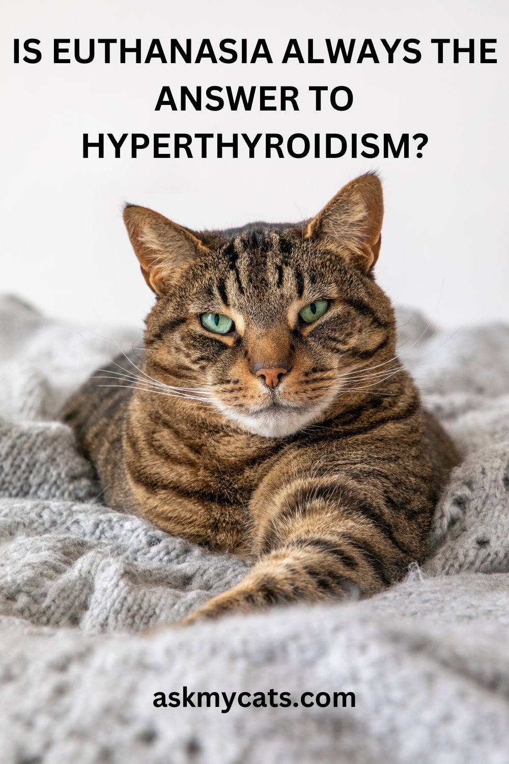 When To Euthanize A Cat With Hyperthyroidism?