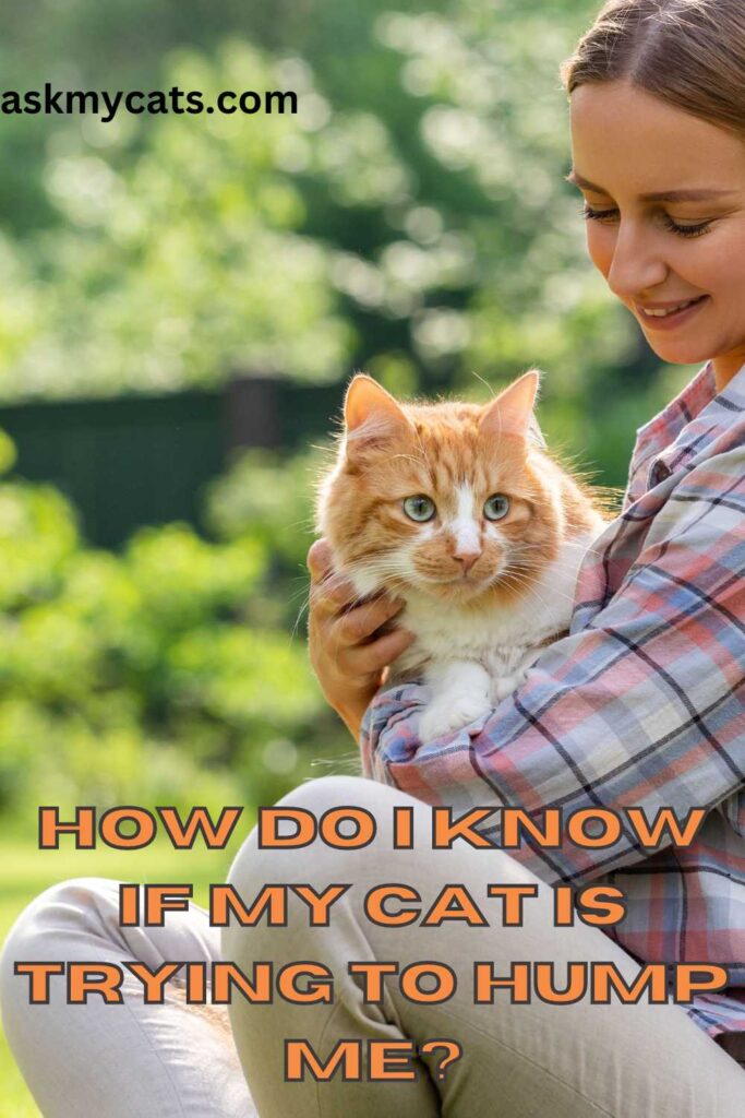 My Cat Humps Me What Does It Mean?