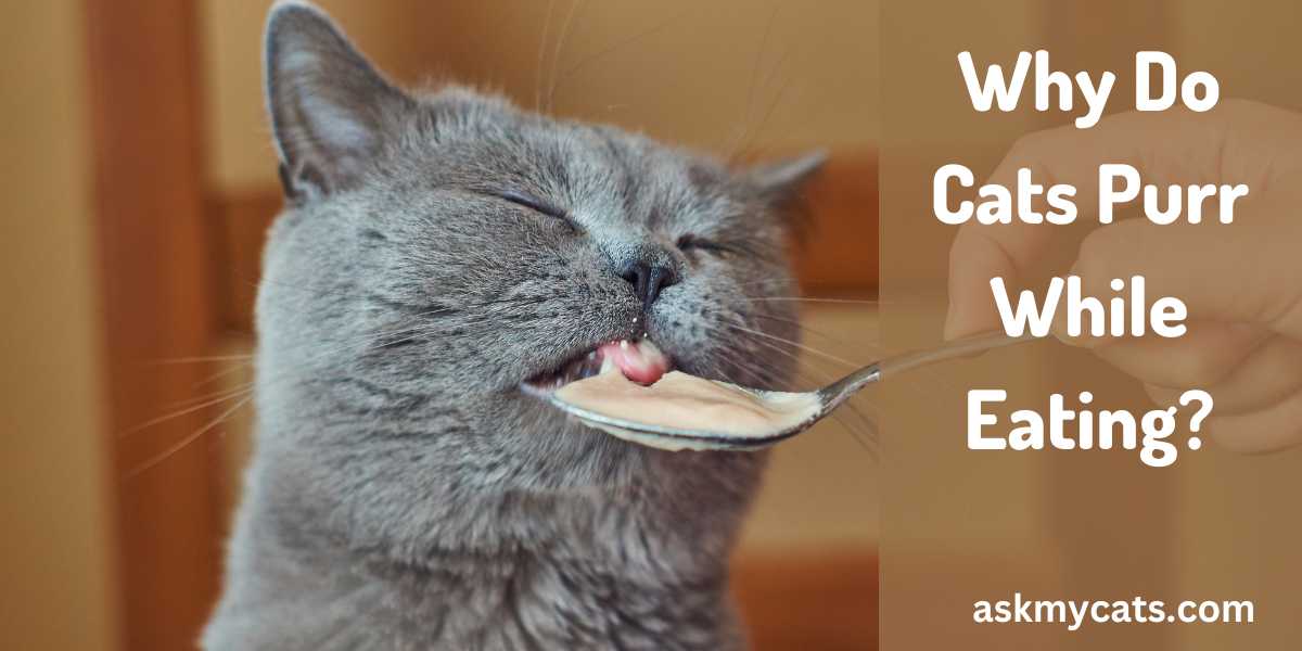 Why Do Cats Purr While Eating The Fascinating Reasons