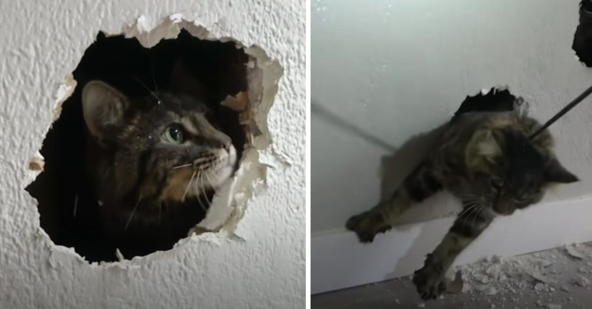 Stray Cat Trapped In A Wall For Over A Week, Rescuers Struggle To Save