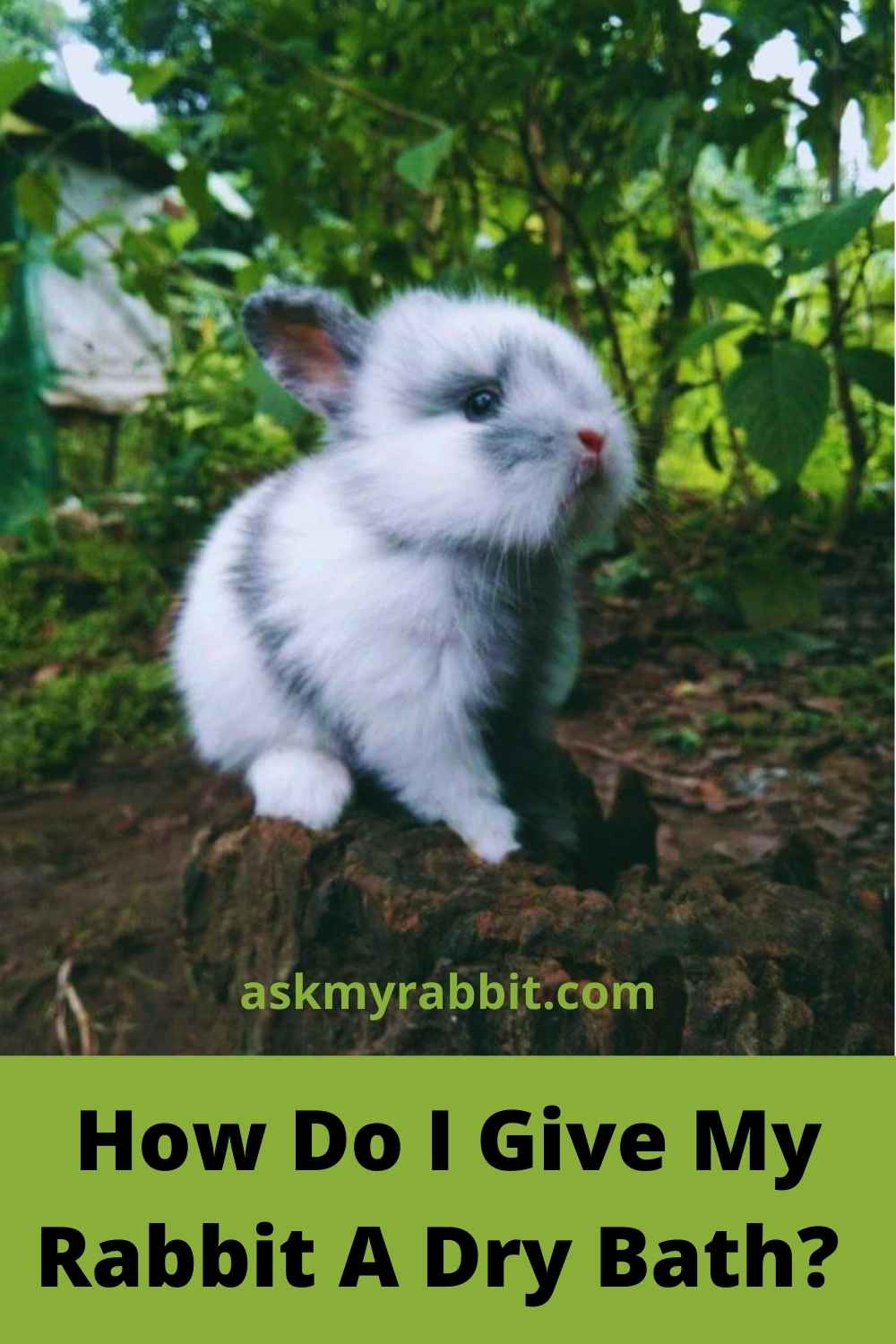 Can You Give A Rabbit A Bath? Know The Safest Way