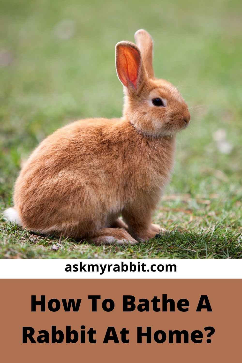 Can You Give A Rabbit A Bath? Know The Safest Way