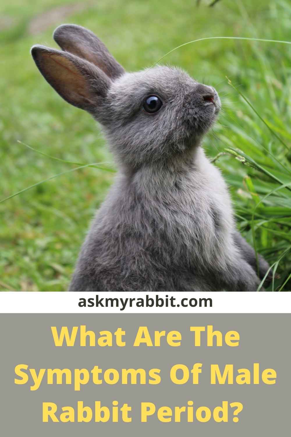 Do Rabbits Have Periods? Why Is My Rabbit Bleeding?