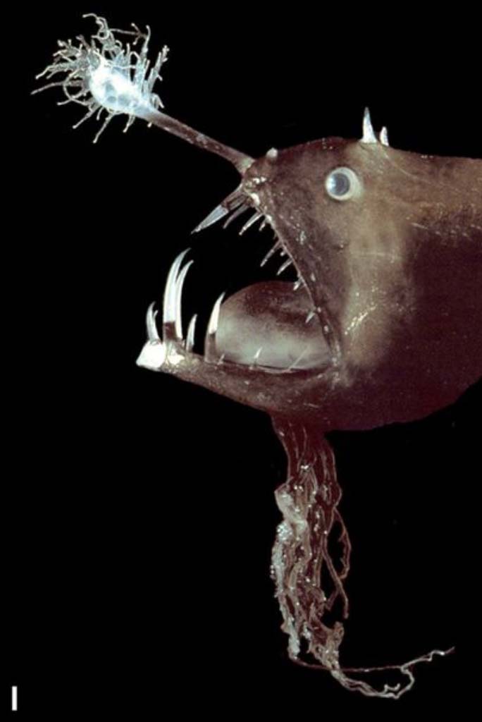 Lure attracts prey Anglerfishes AskNature