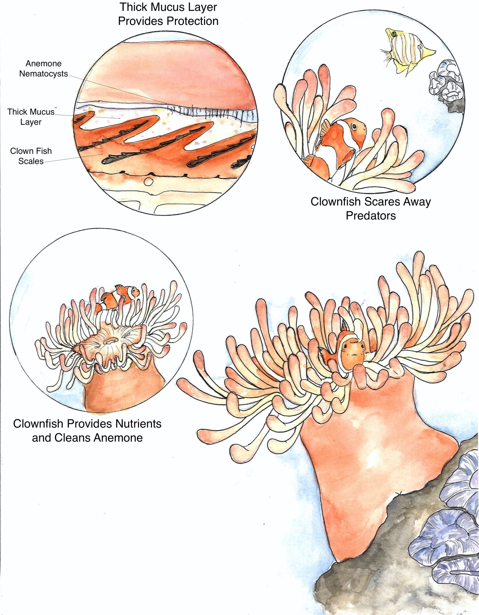 The sea anemone and the clownfish have a mutually beneficial