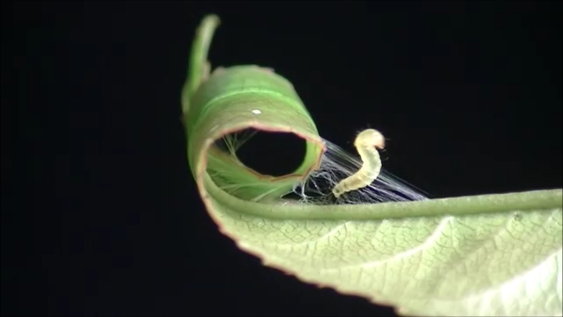 Caterpillars Reshape Leaves With Silk — Biological Strategy — AskNature