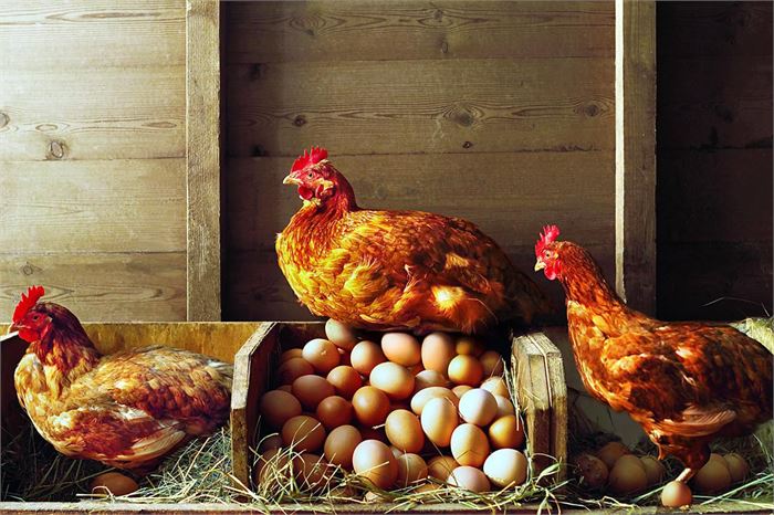 How do Chicken get Pregnant?