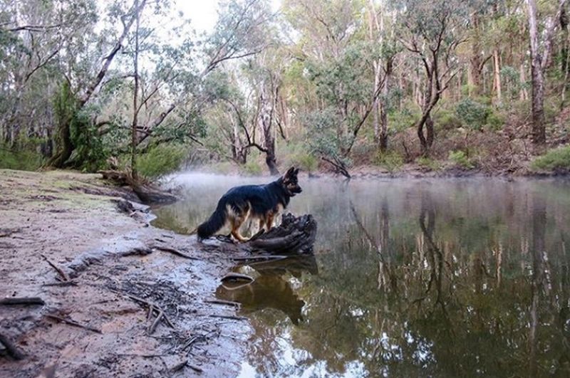 What To Do In Perth If You Have A Dog