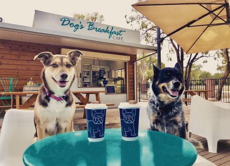 What To Do In Perth If You Have A Dog