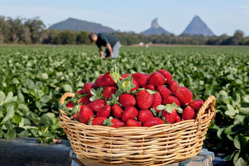 Strawberry Picking Around Perth