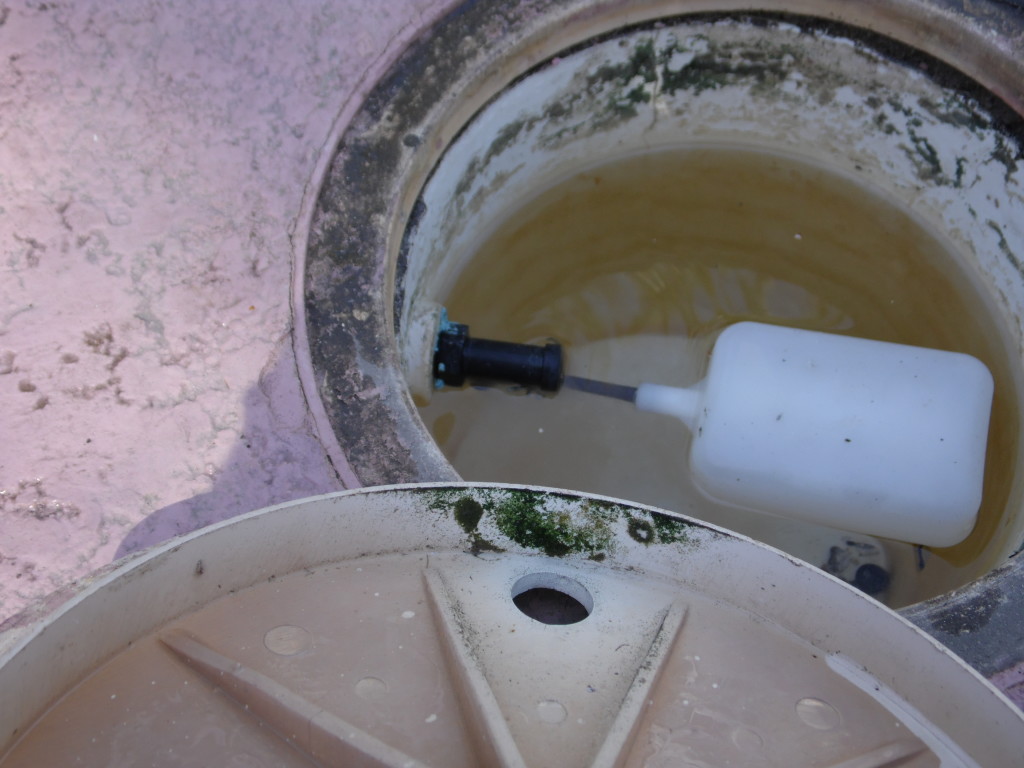 Black Algae How to remove Black Algae from your Swimming Pool Ask