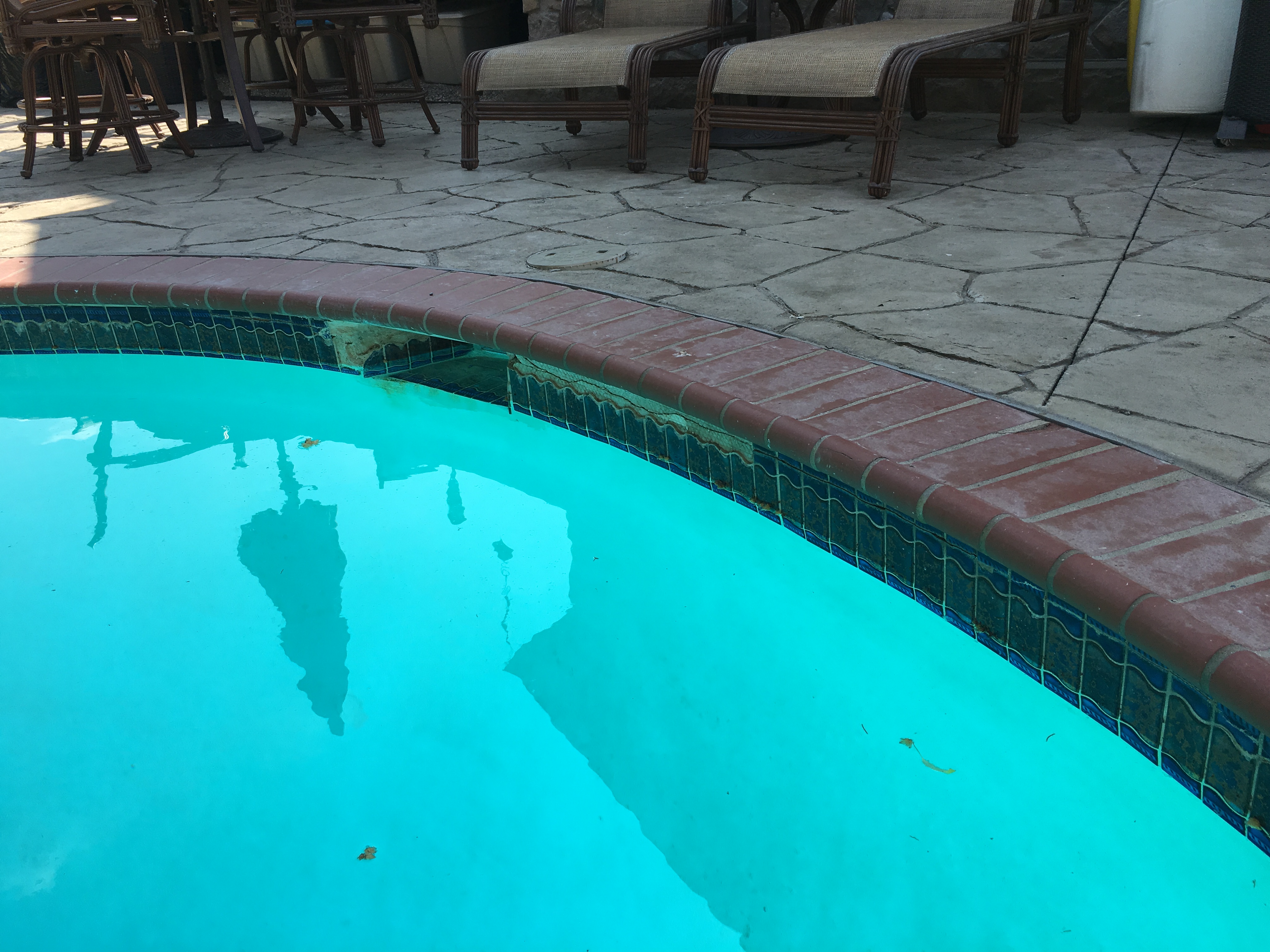 Mustard Algae How to diagnose and treat Mustard or Yellow Algae in your Swimming Pool Ask