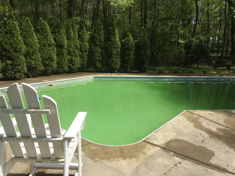 Why does everyone assume a green pool means algae? What are some other