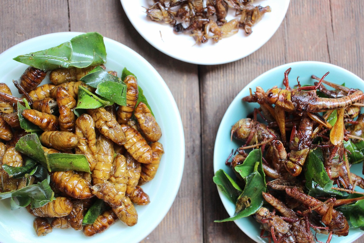 Eating Bugs The Next Block in the Food Pyramid? Ask The Scientists