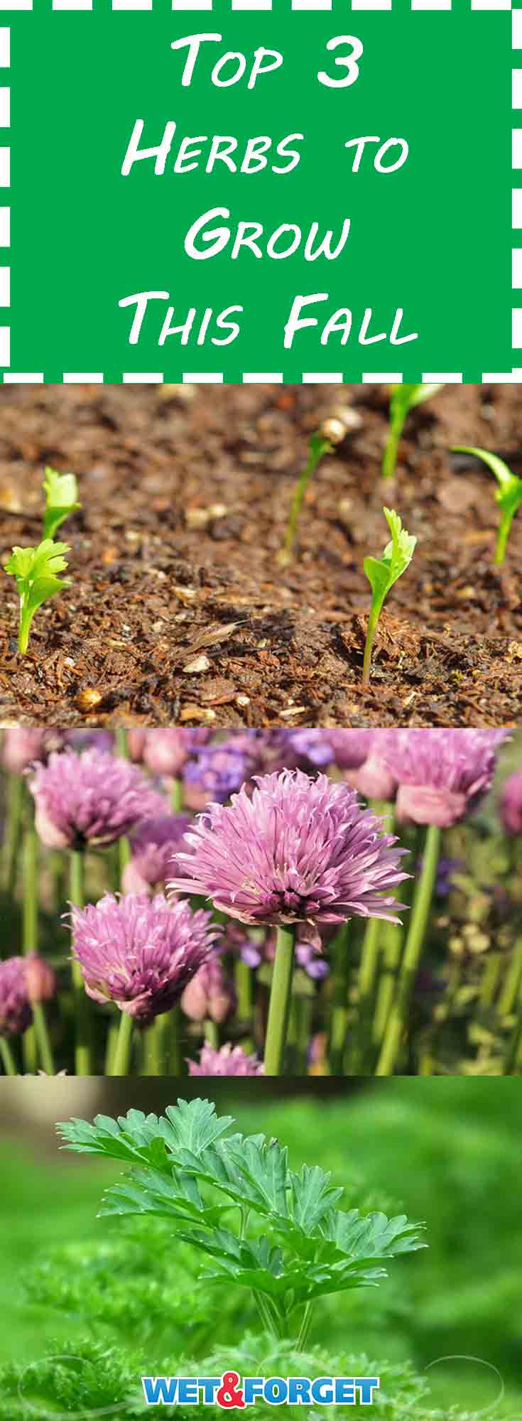 Growing Herbs in the Fall Life's Dirty. Clean Easy.
