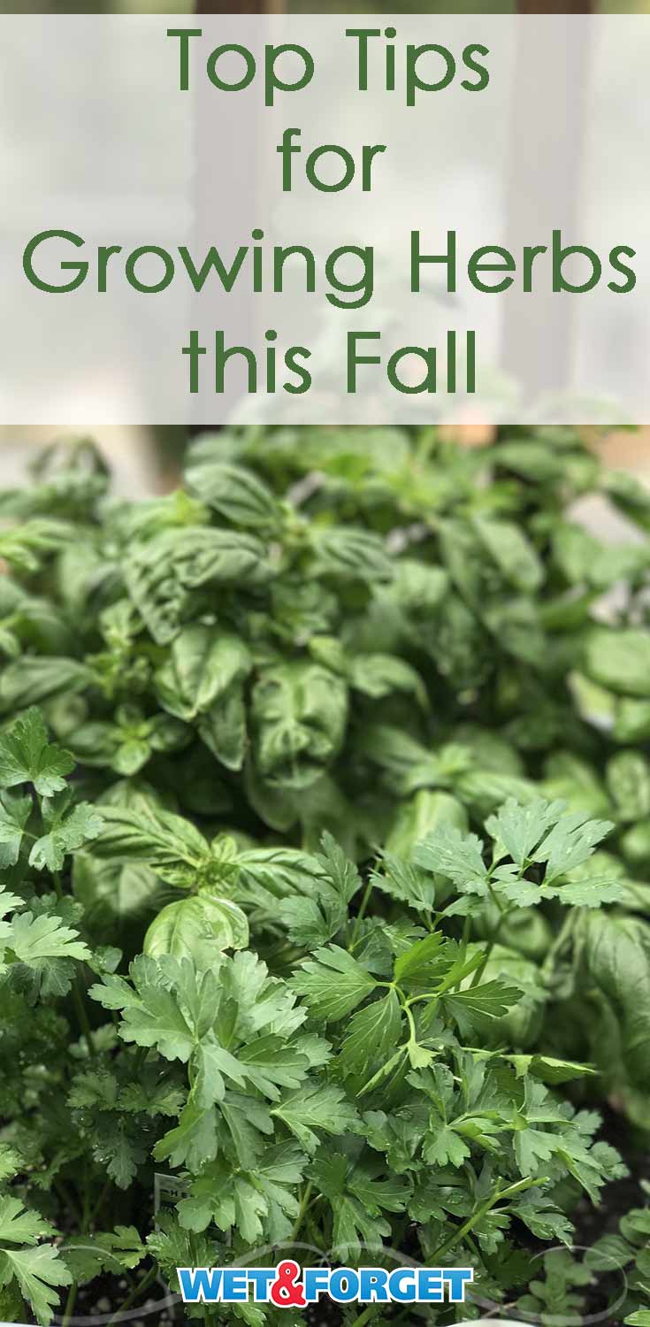 Growing Herbs in the Fall Life's Dirty. Clean Easy.
