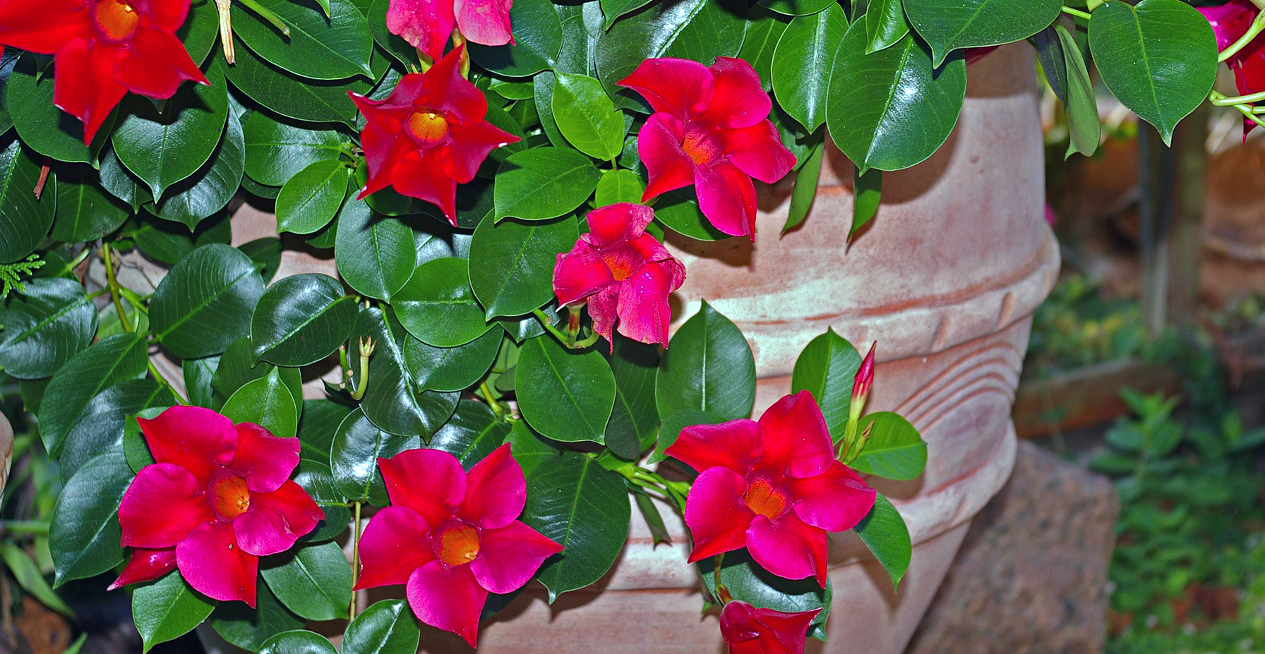 Ask Wet & Beautiful Mandevilla Colors for Your Garden, Plus How