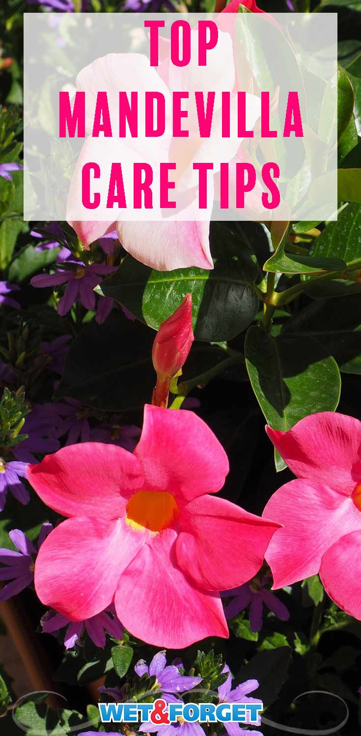 Beautiful Mandevilla Colors for Your Garden, Plus HowTos Life's