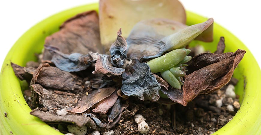 Fixes for the Most Common Succulent Pests and Diseases