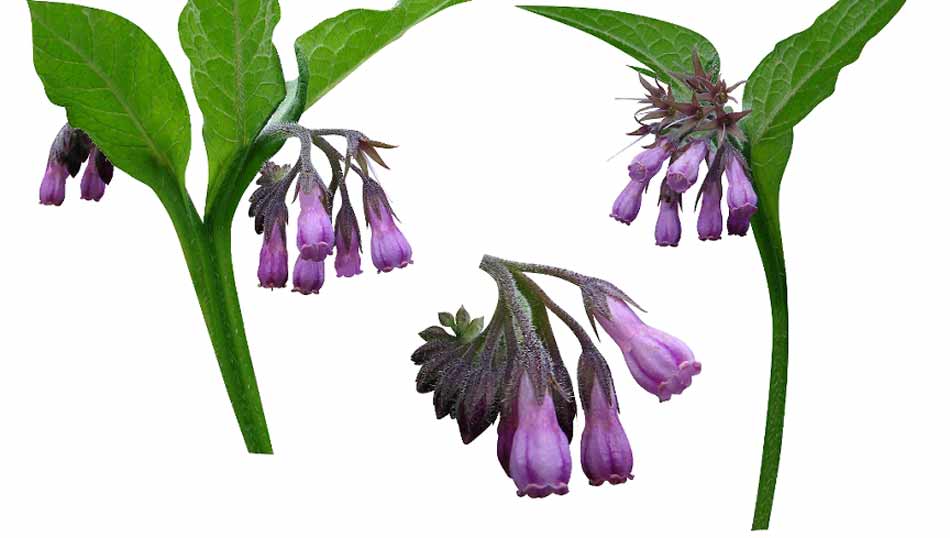 Gardening with Stu The Virtues of Comfrey Australian School of