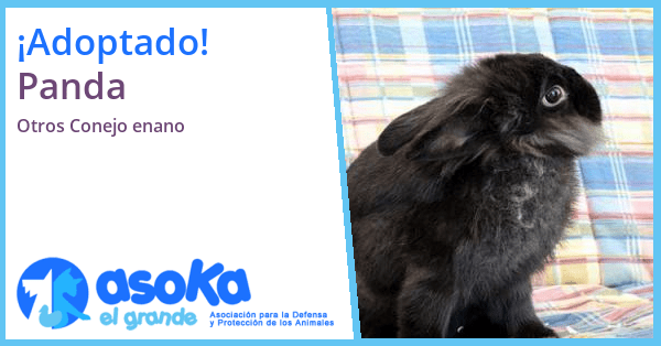 Asoka el Grande Adopción de Panda