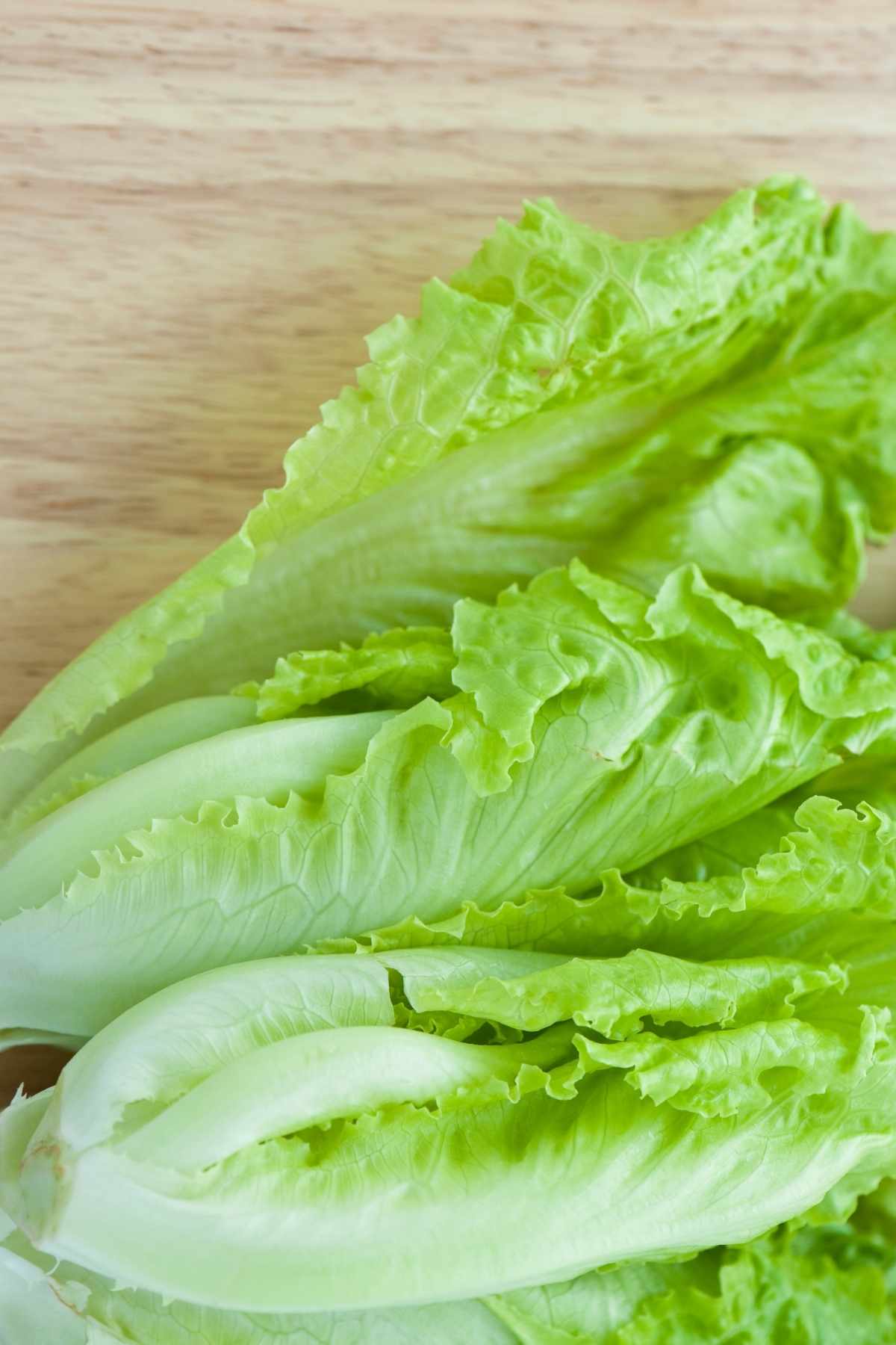 Can You Freeze Lettuce? A Spectacled Owl