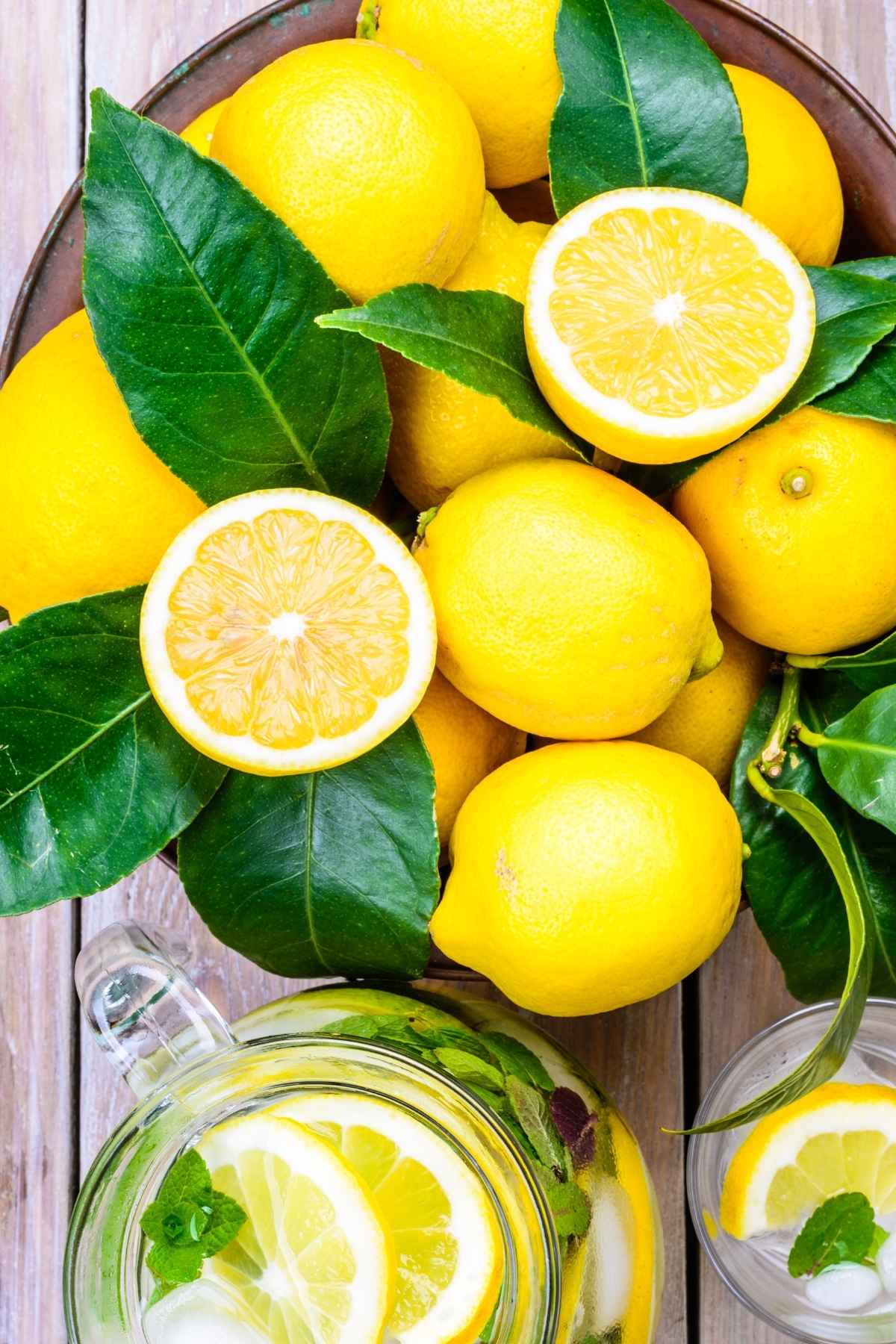 Are Limes Unripe Lemons? A Spectacled Owl