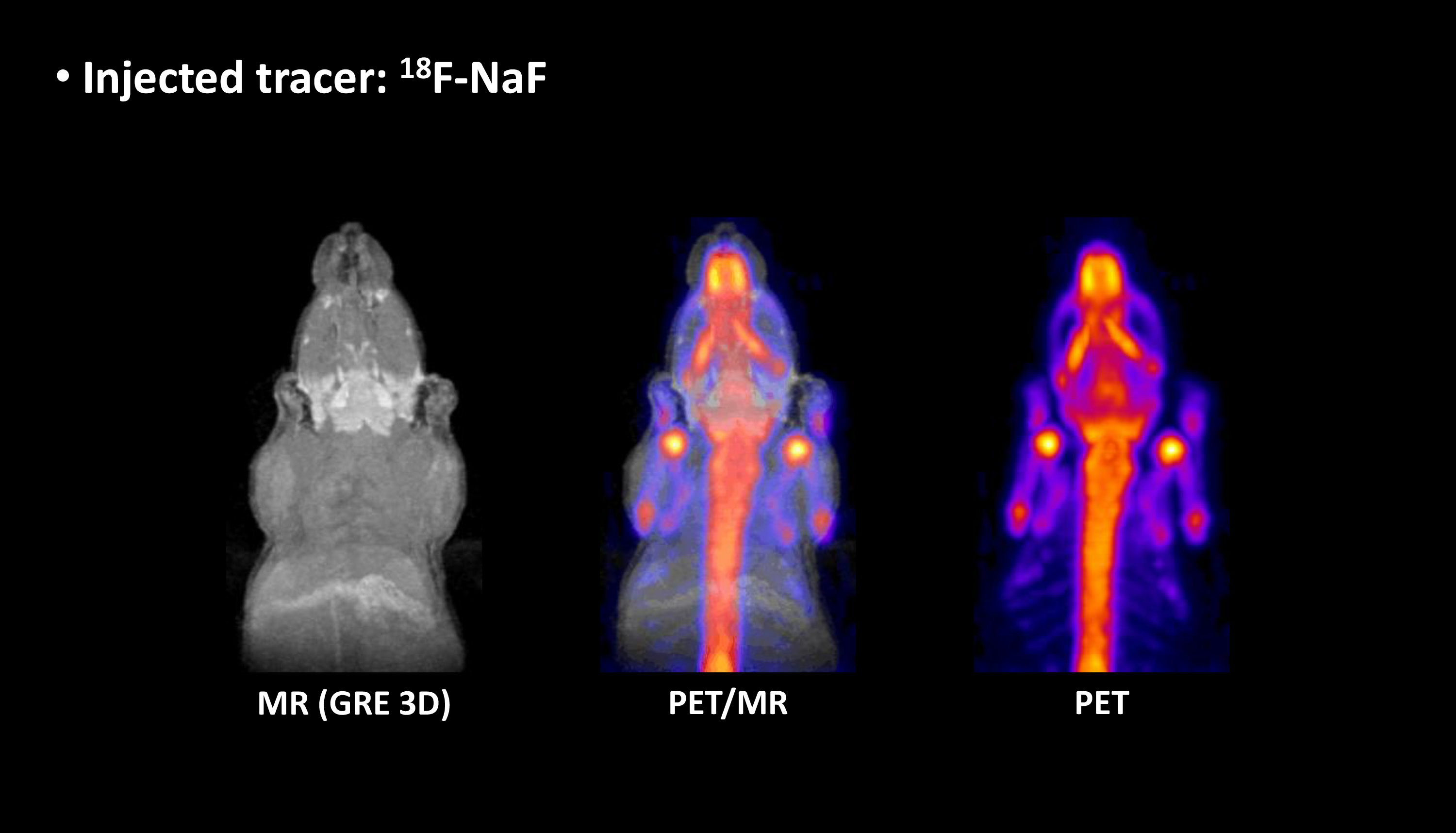 PET System Preclinical Imaging MRI Solutions Aspect Imaging