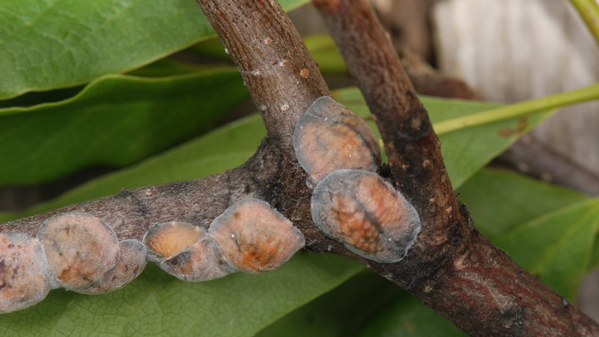 Magnolia Scale Aspen Tree And Turf