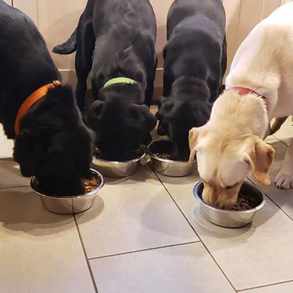 boarding Aspen Service Dogs