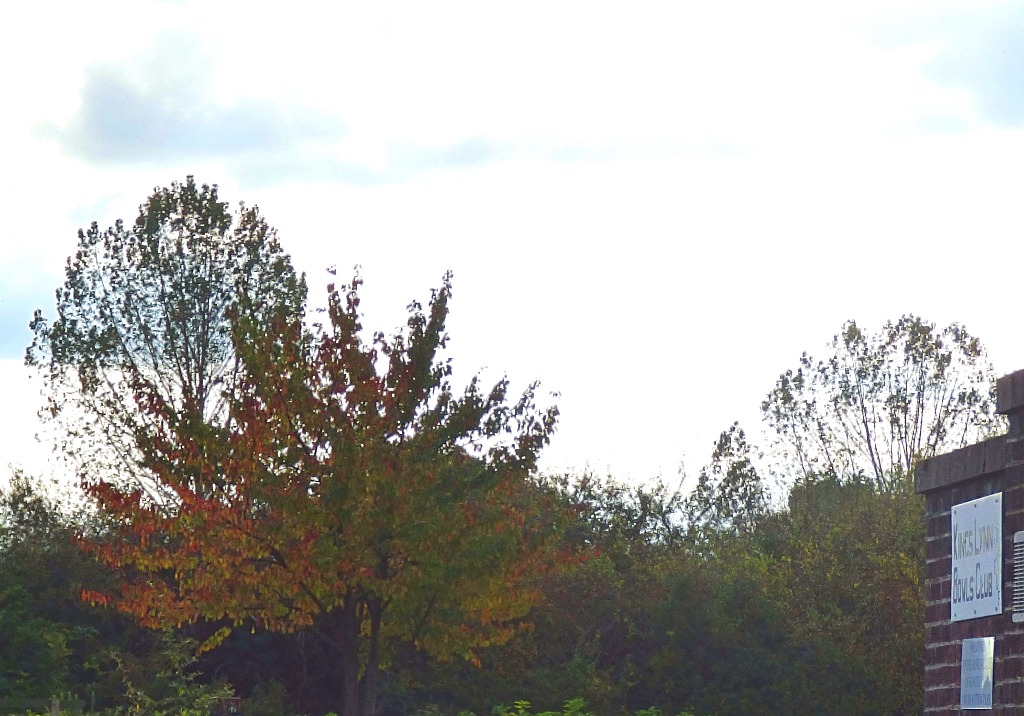 trees, bowling green aspiblog