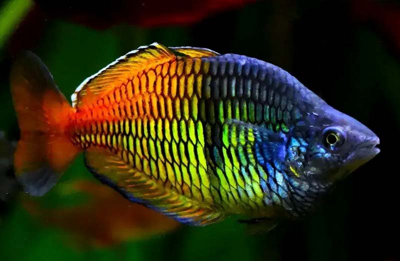 Cá cầu vồng Loài cá tuyệt đẹp dân mê cá không thể bỏ qua Aspidoras