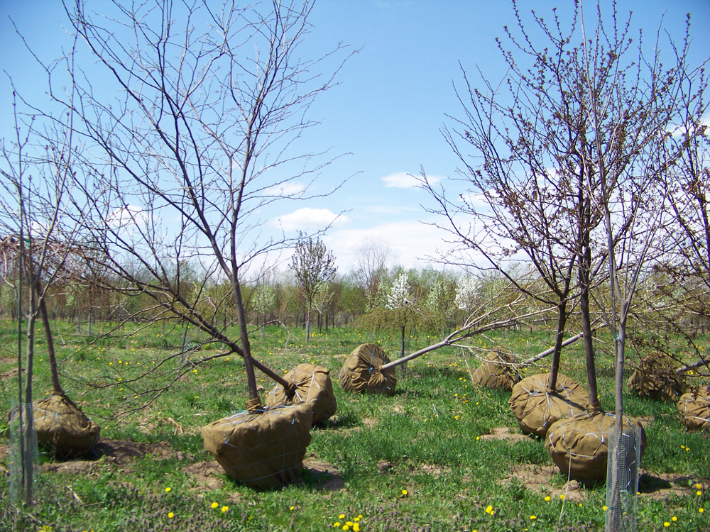 Aspinall's Landscaping and Tree Nursery Field Trees Chittenango, NY