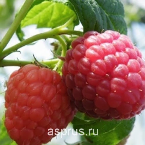 10. Как выращивают малину в голландии