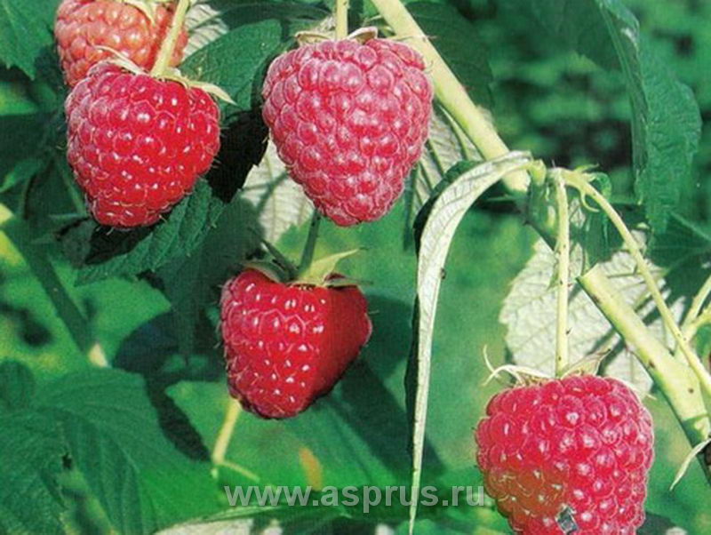 7. Как выращивают малину в голландии