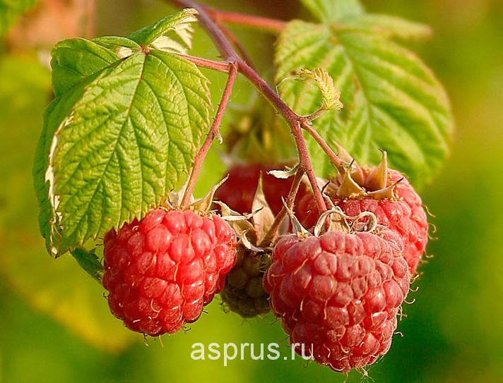 9. Как выращивают малину в голландии