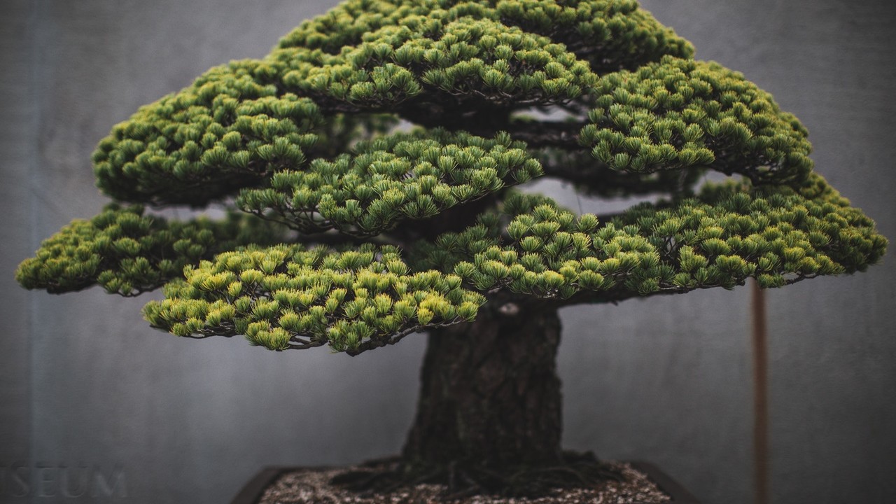 Bonsai brands Assert Digital Ventures