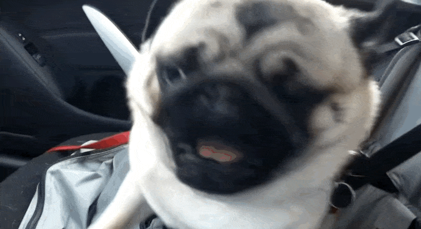 Pug Gets Super Excited When He Realizes Where His Dad Is