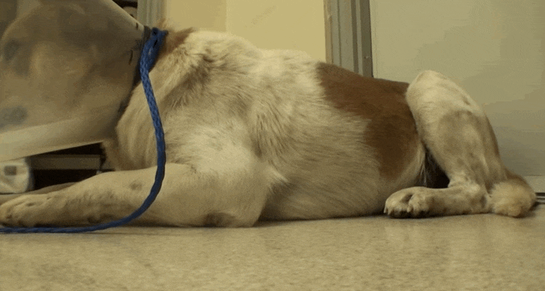 Homeless Dog Scared Of People — Until He Shows Up Covered In Quills